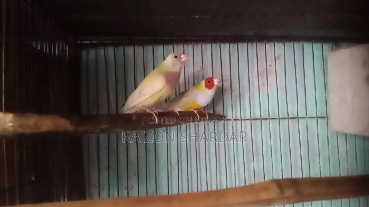 Gouldian Finch Running Pair