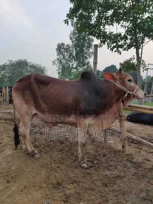 Qurbani Cow, Goat, and Shares