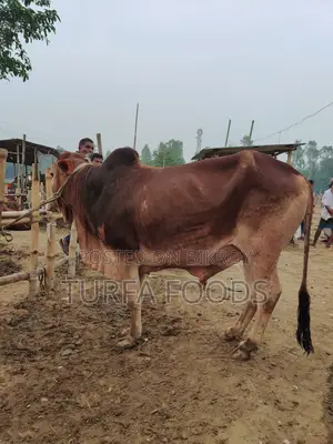 Qurbani Cow, Goat, and Shares