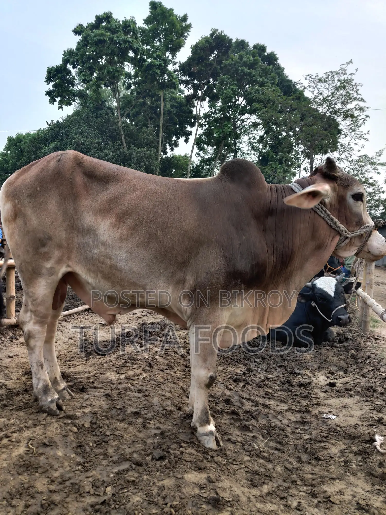 Qurbani Cow, Goat, and Shares