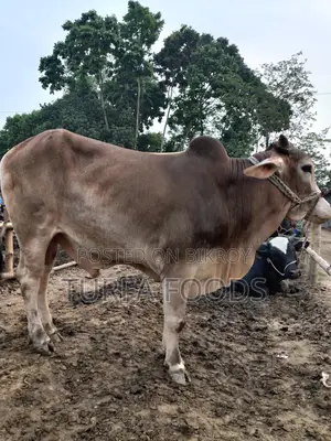 Qurbani Cow, Goat, and Shares
