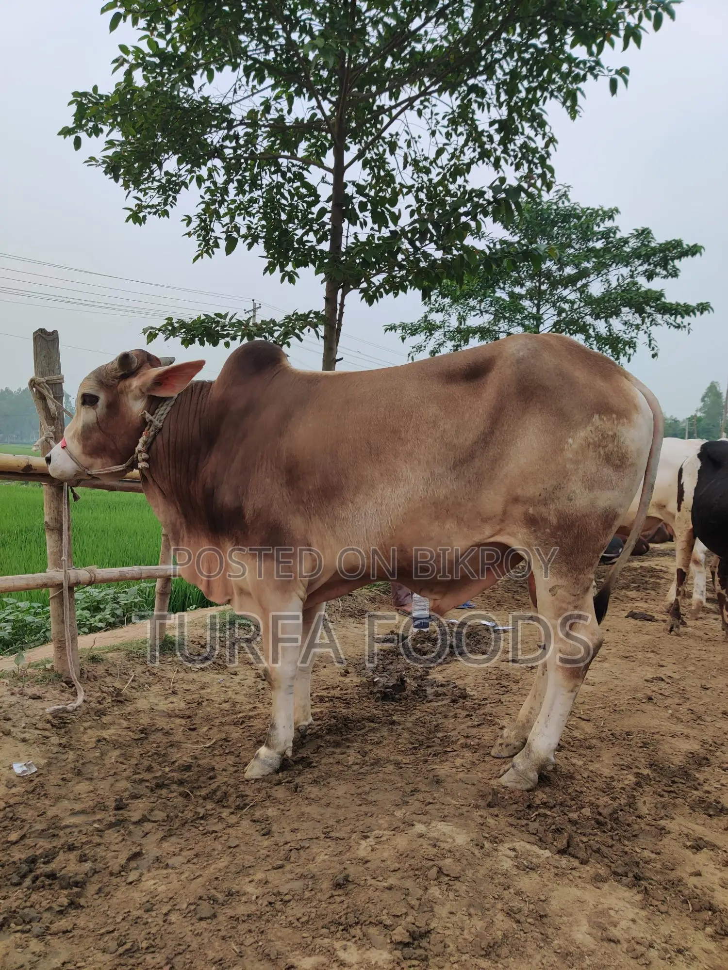 Qurbani Cow, Goat, and Shares