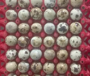 White Giant Quail Hatching Eggs