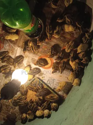 Quail Chicks