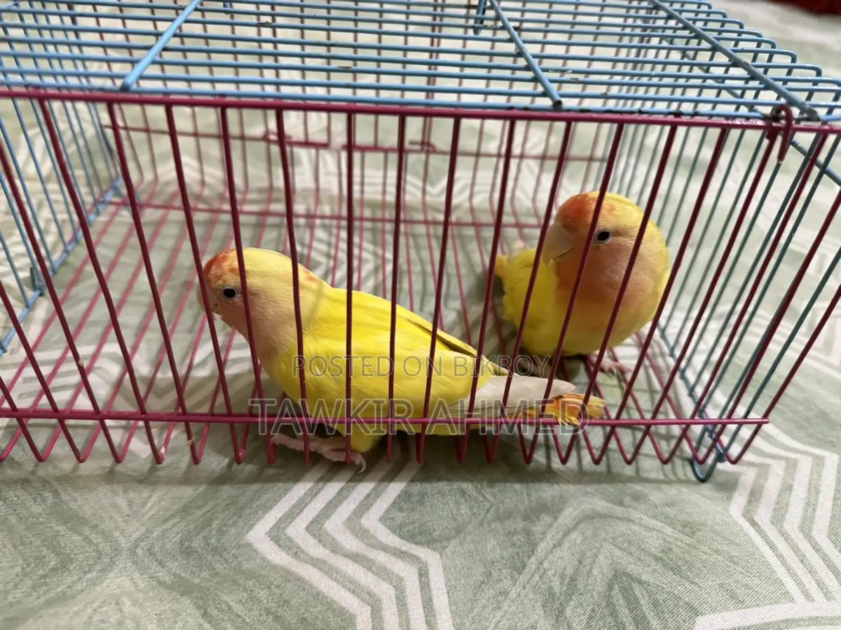 Love Bird