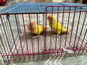 Love Bird