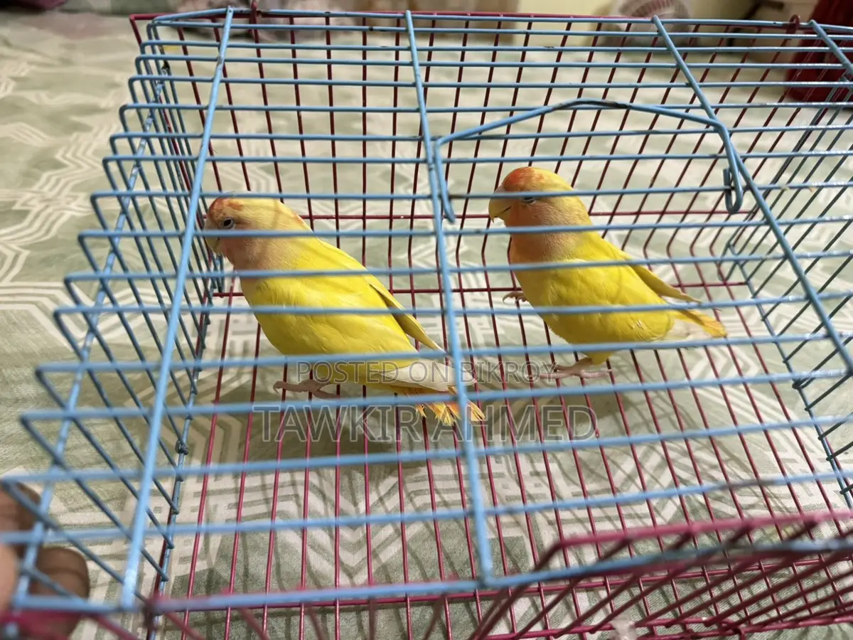 Love Bird