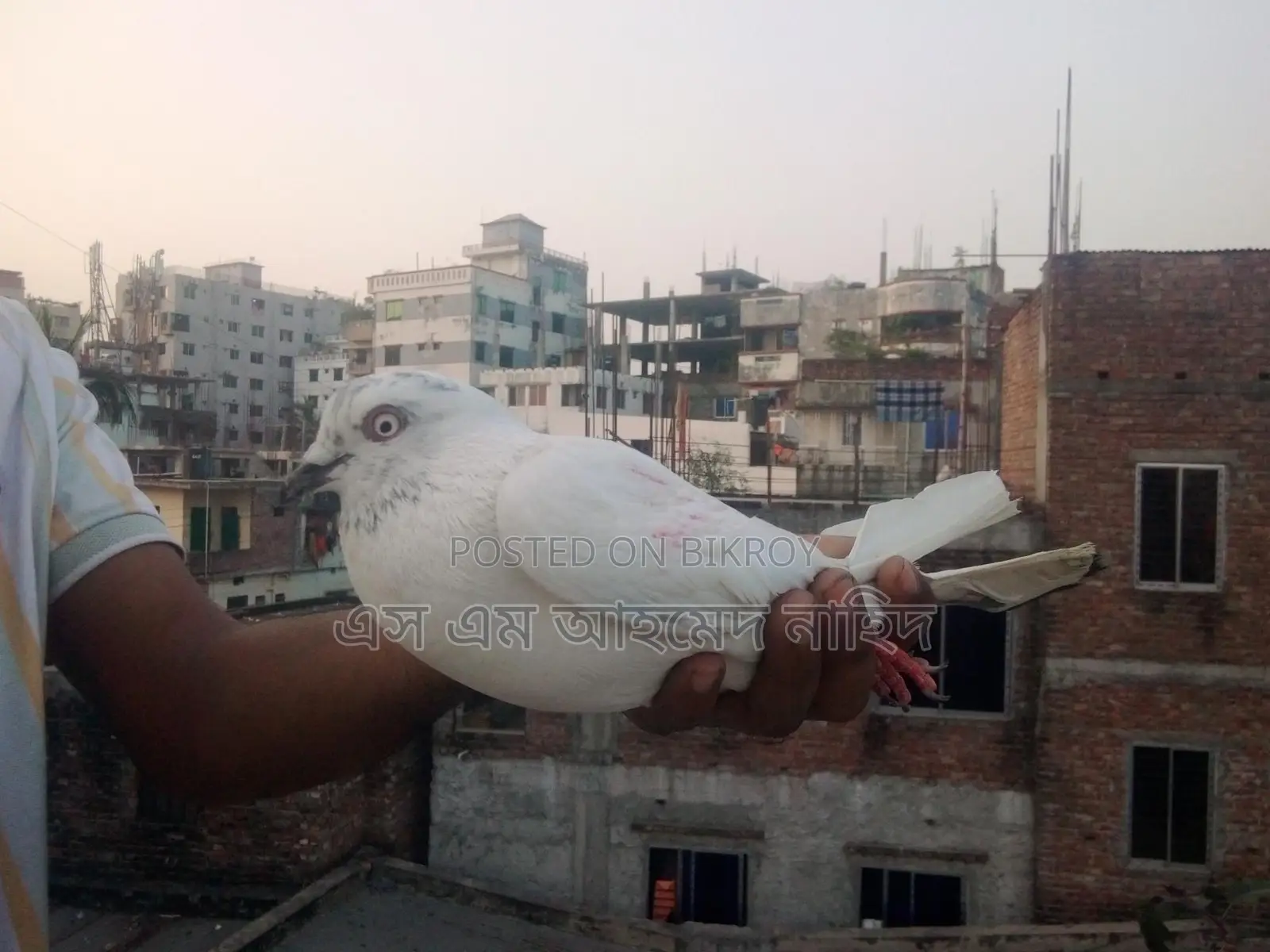 Male Pigeon