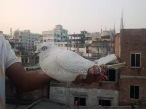 Male Pigeon