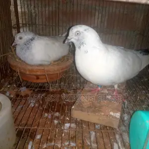 Male Pigeon