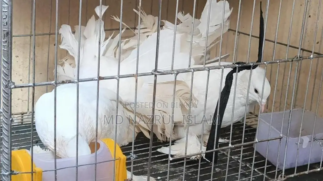 A pair of large size Lakha / Peacock pigeons