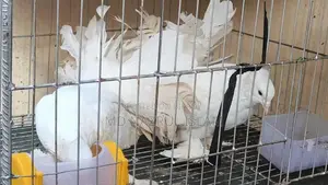 A pair of large size Lakha / Peacock pigeons
