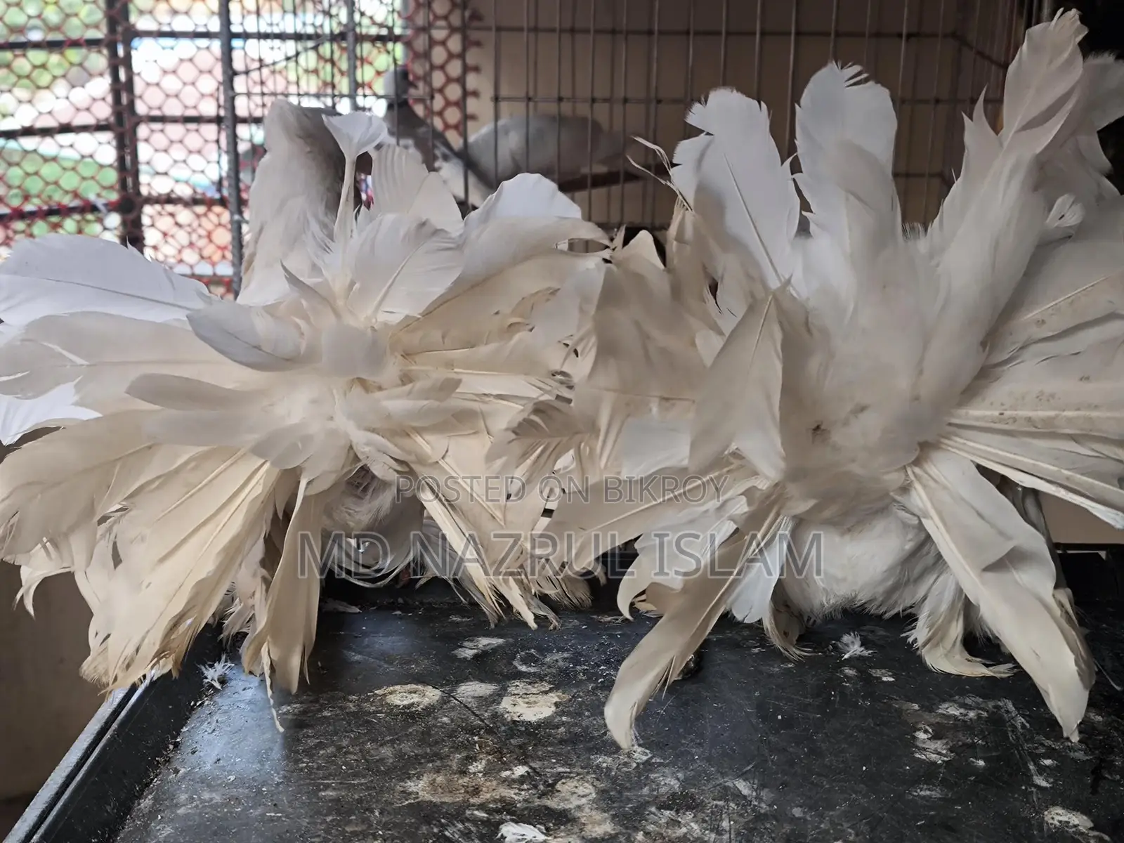 A pair of large size Lakha / Peacock pigeons