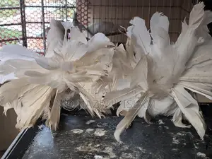 A pair of large size Lakha / Peacock pigeons