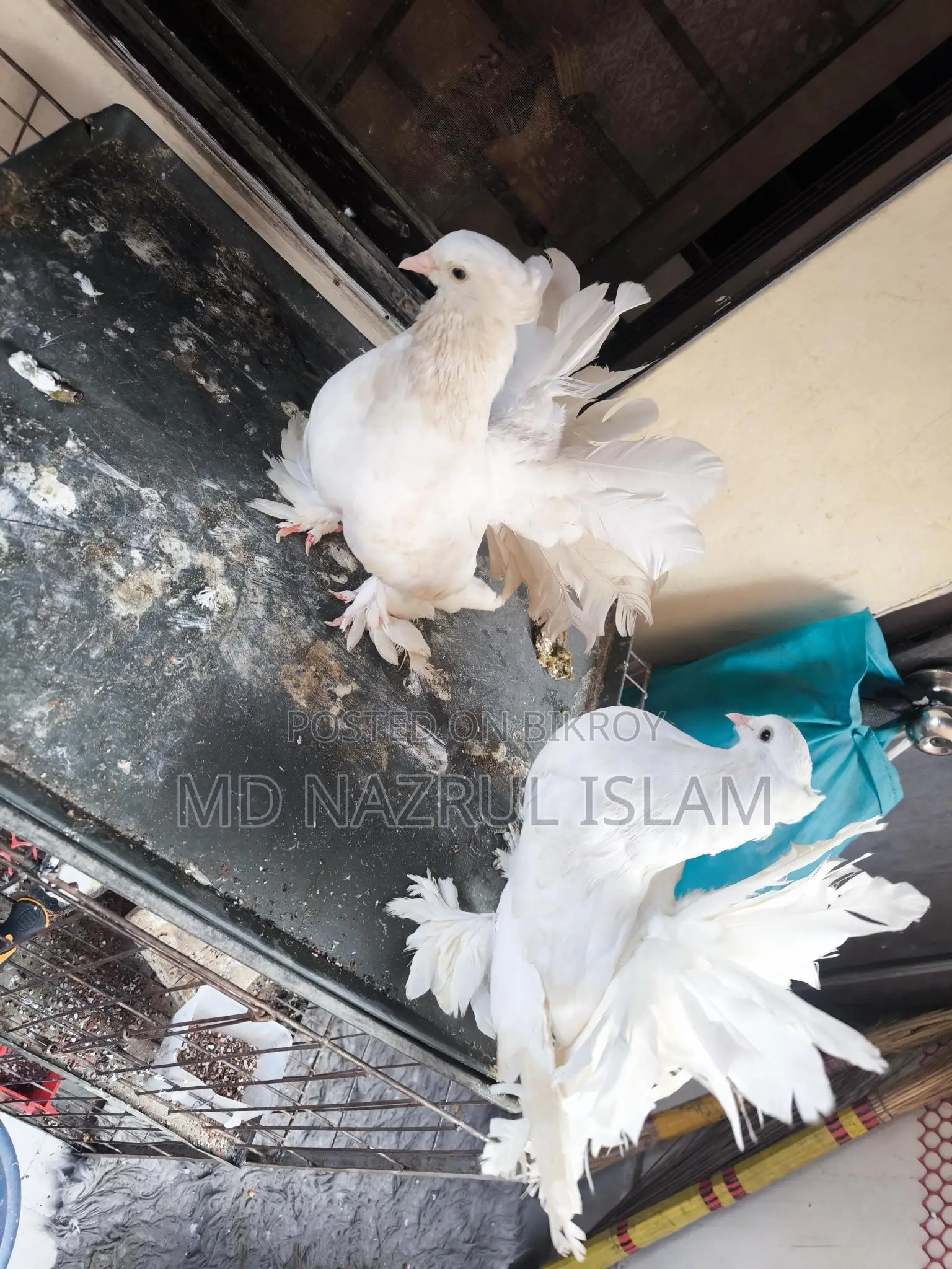 A pair of large size Lakha / Peacock pigeons