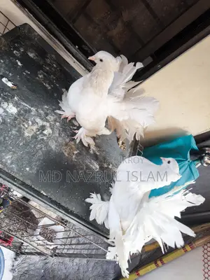 A pair of large size Lakha / Peacock pigeons