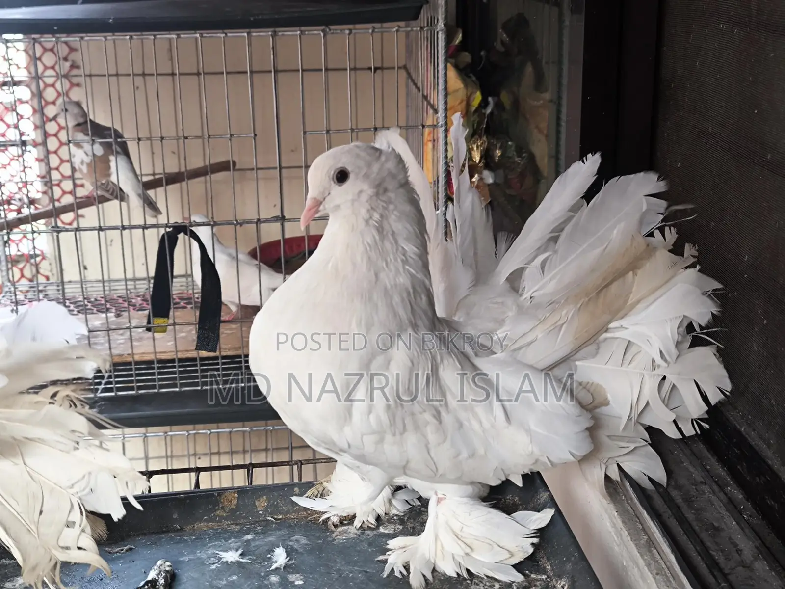A pair of large size Lakha / Peacock pigeons
