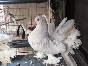 A pair of large size Lakha / Peacock pigeons