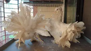 A pair of large size Lakha / Peacock pigeons