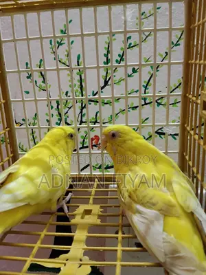 Lutino Fellow Pair