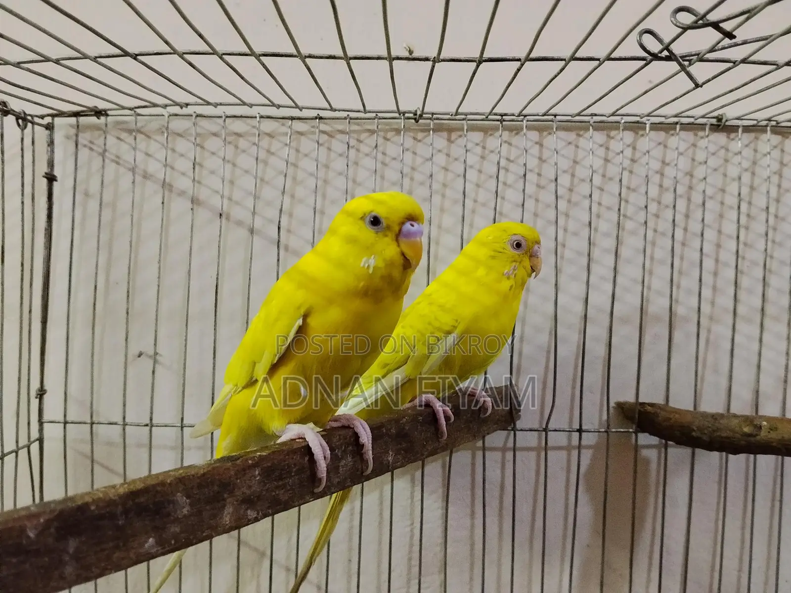 Lutino Fellow Pair