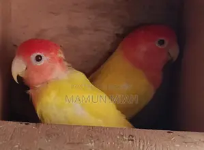 রানিং লাভবার্ডস