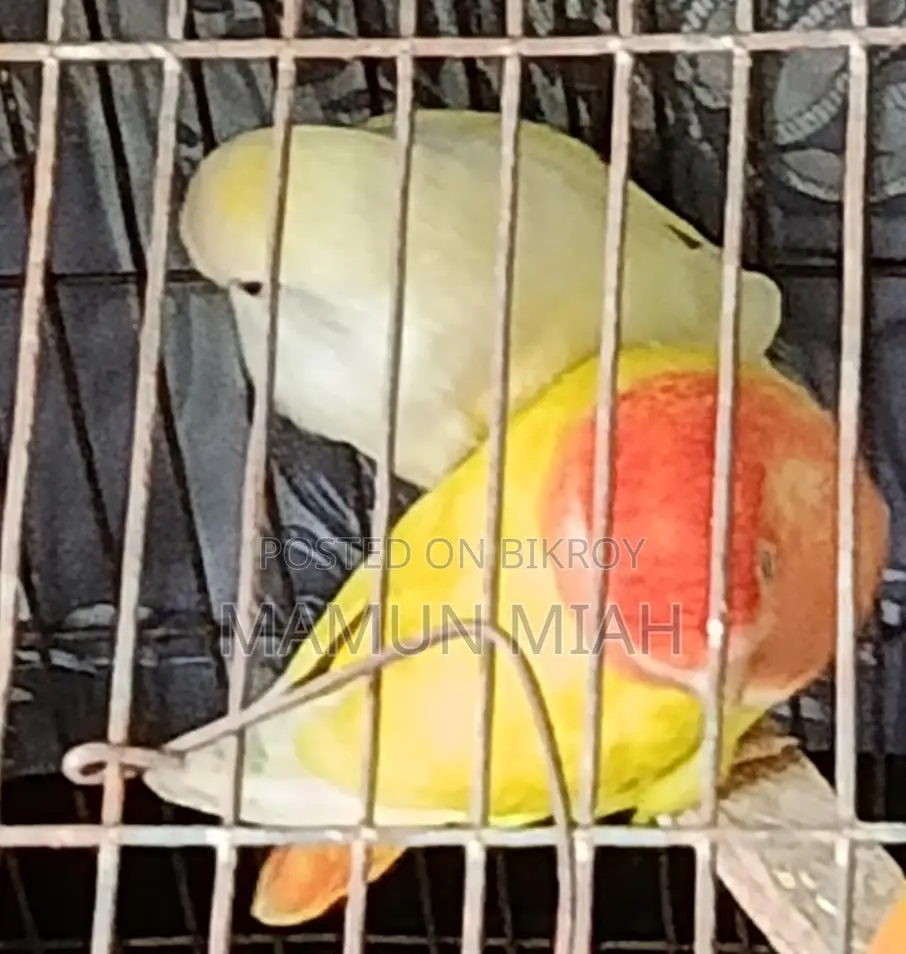রানিং লাভবার্ডস