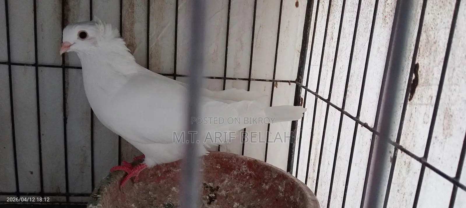 বোম্বাই কবুতর জোরা বিক্রি করবো