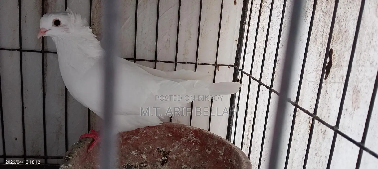 বোম্বাই কবুতর জোরা বিক্রি করবো