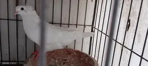 বোম্বাই কবুতর জোরা বিক্রি করবো