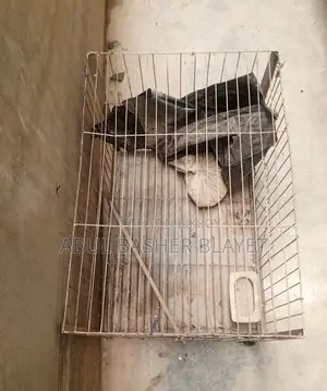 Pigeon Cage