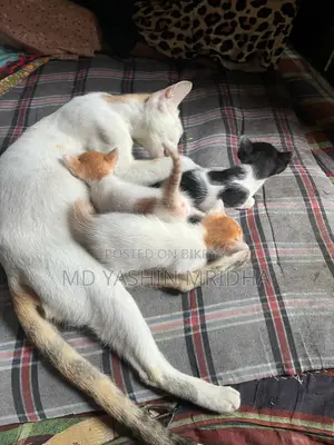 বিড়াল বিক্রি হবে