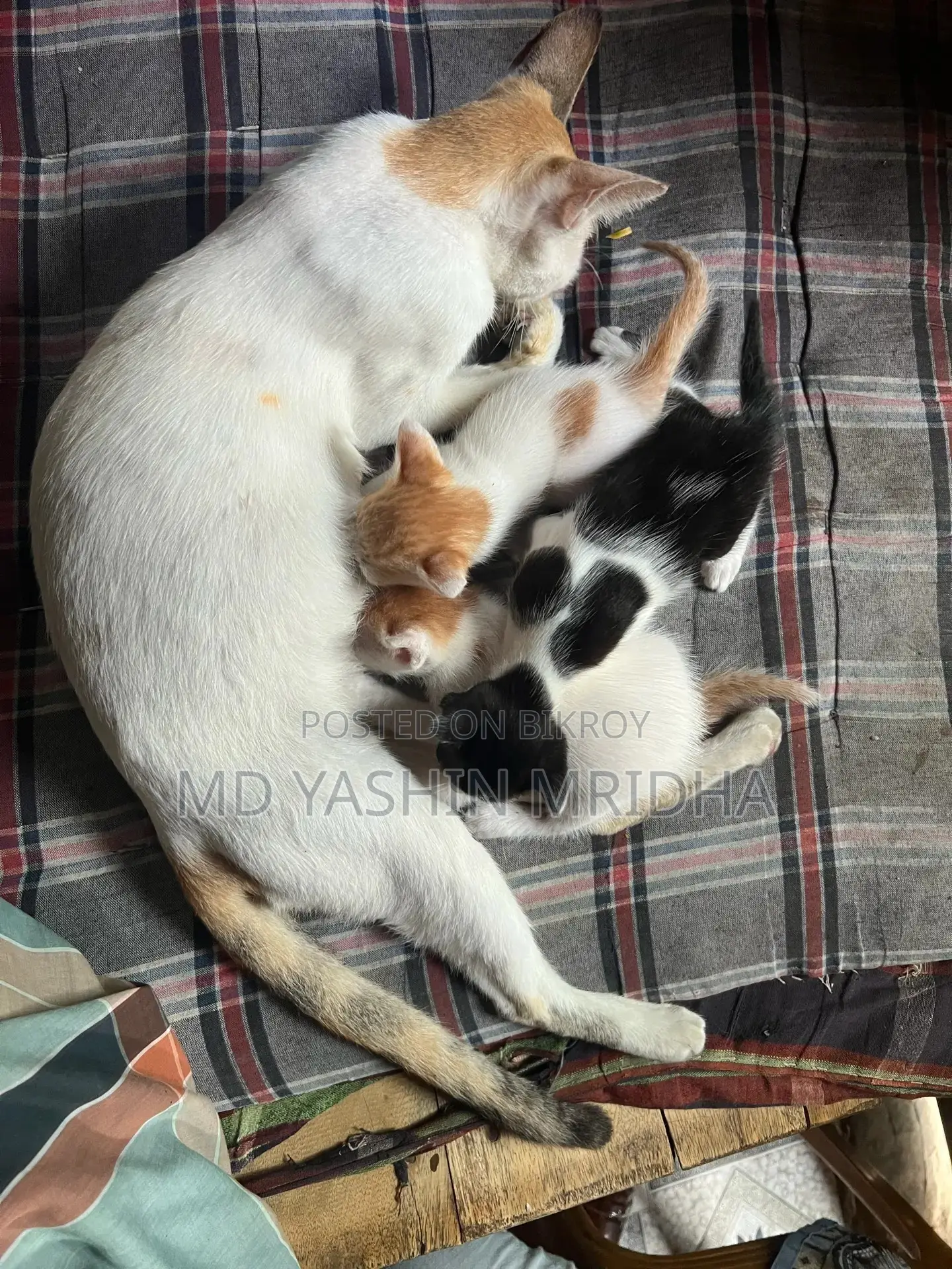 বিড়াল বিক্রি হবে