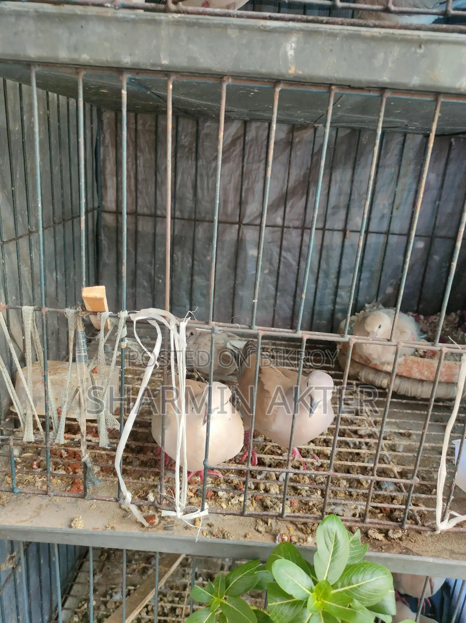 অস্ট্রেলিয়ান রিং ডাভ