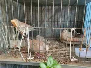 অস্ট্রেলিয়ান রিং ডাভ
