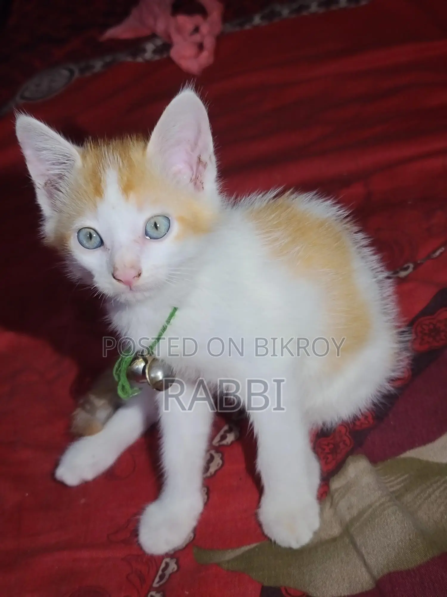 মিক্সড ব্রিড খুবই সুন্দর বিরাল