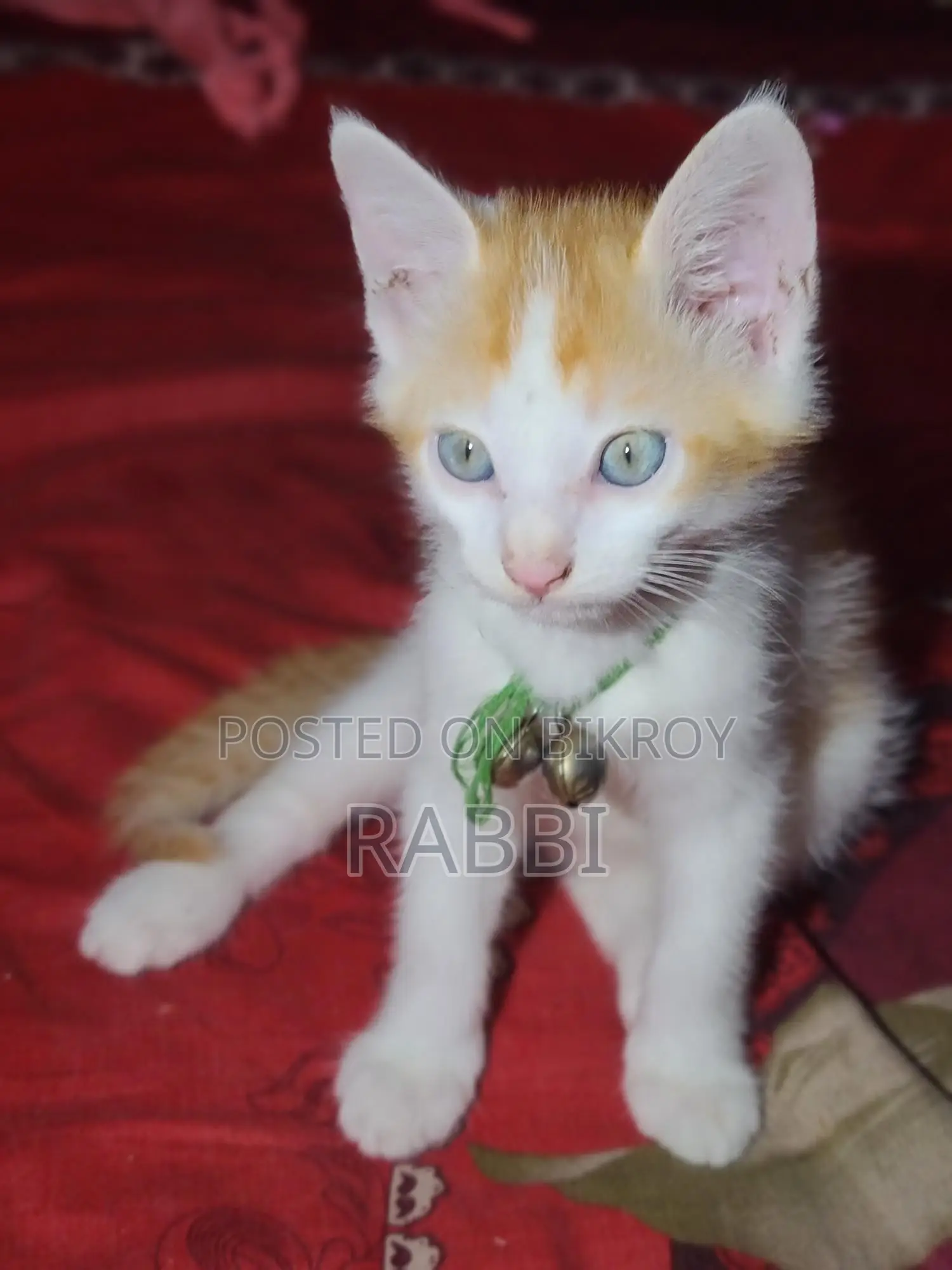 মিক্সড ব্রিড খুবই সুন্দর বিরাল