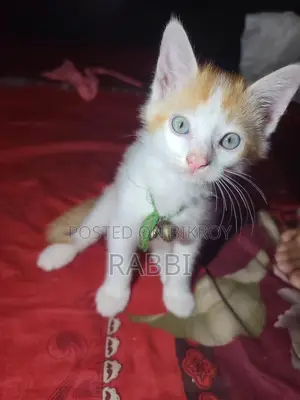 মিক্সড ব্রিড খুবই সুন্দর বিরাল