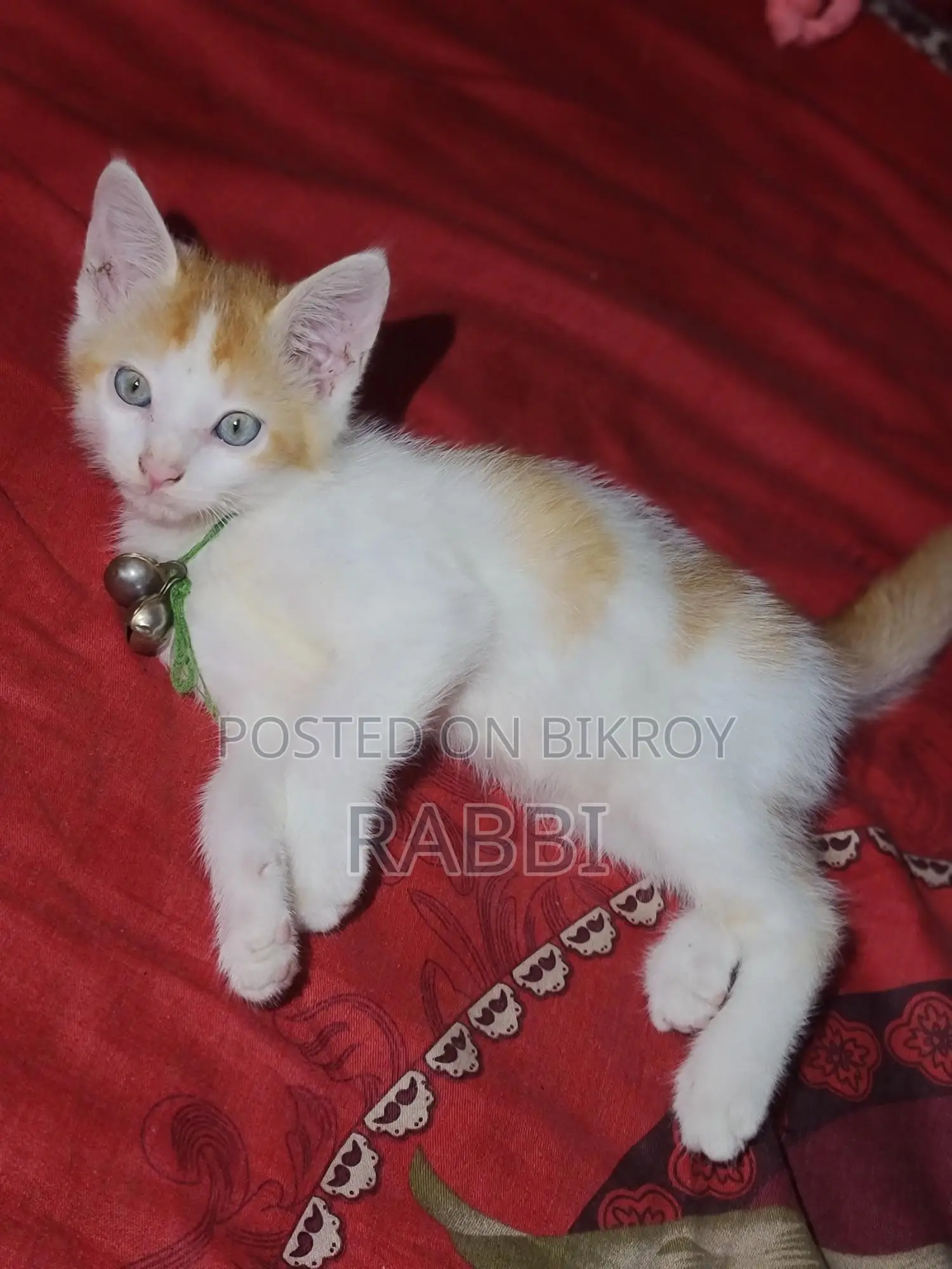 মিক্সড ব্রিড খুবই সুন্দর বিরাল
