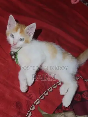 মিক্সড ব্রিড খুবই সুন্দর বিরাল