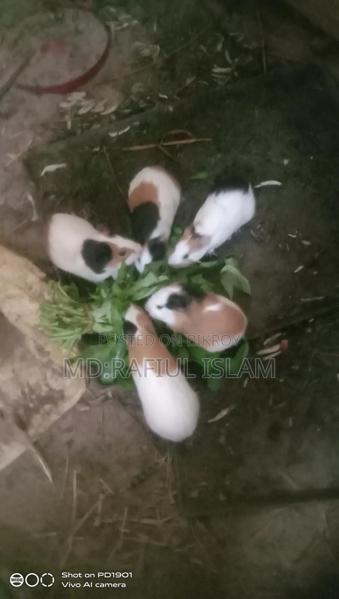 Rabbit sale