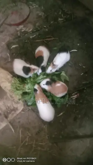 Rabbit sale