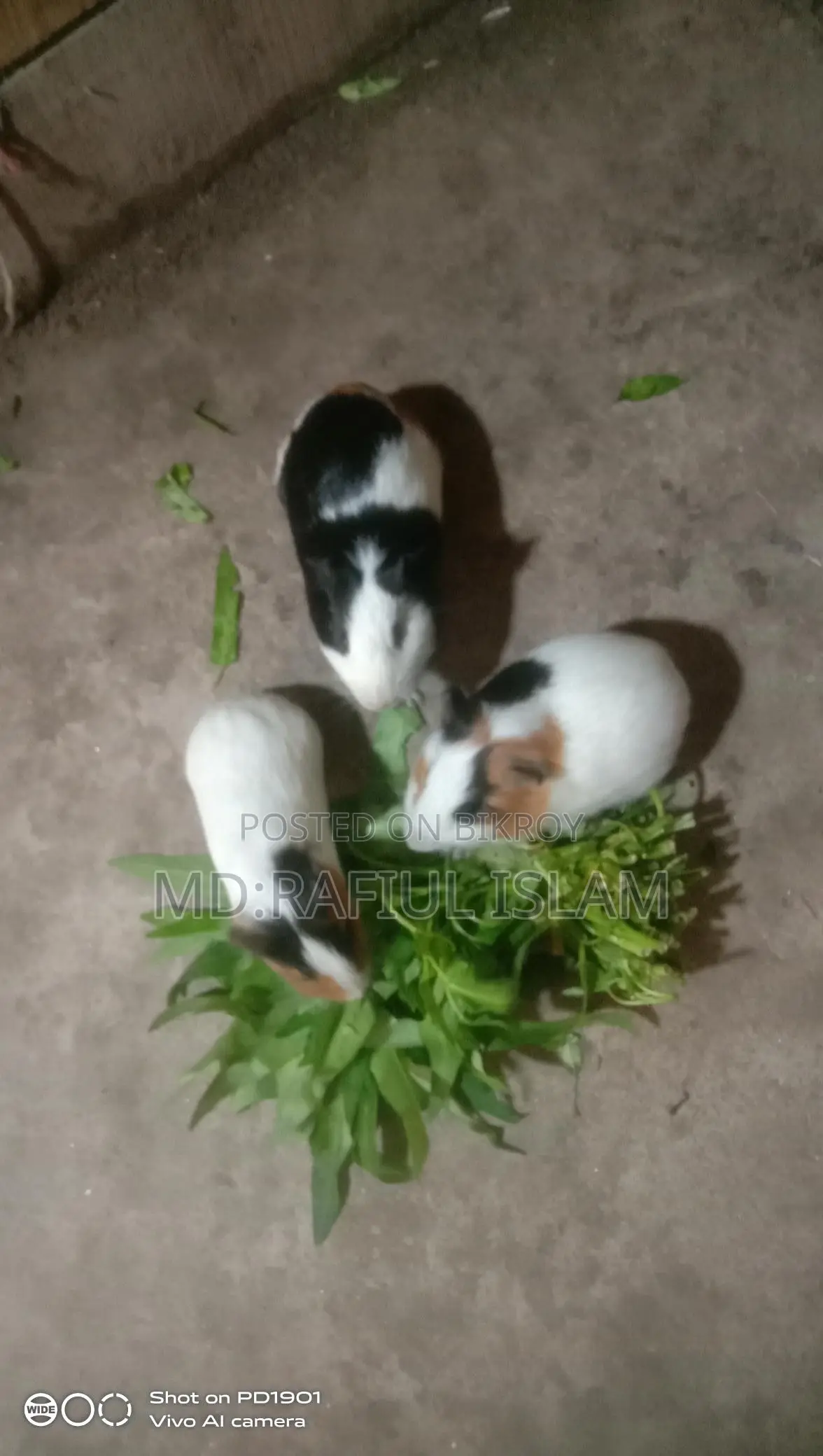 Rabbit sale