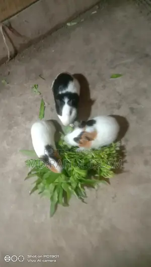 Rabbit sale