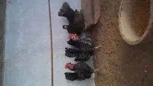 Chinese Serama Rooster