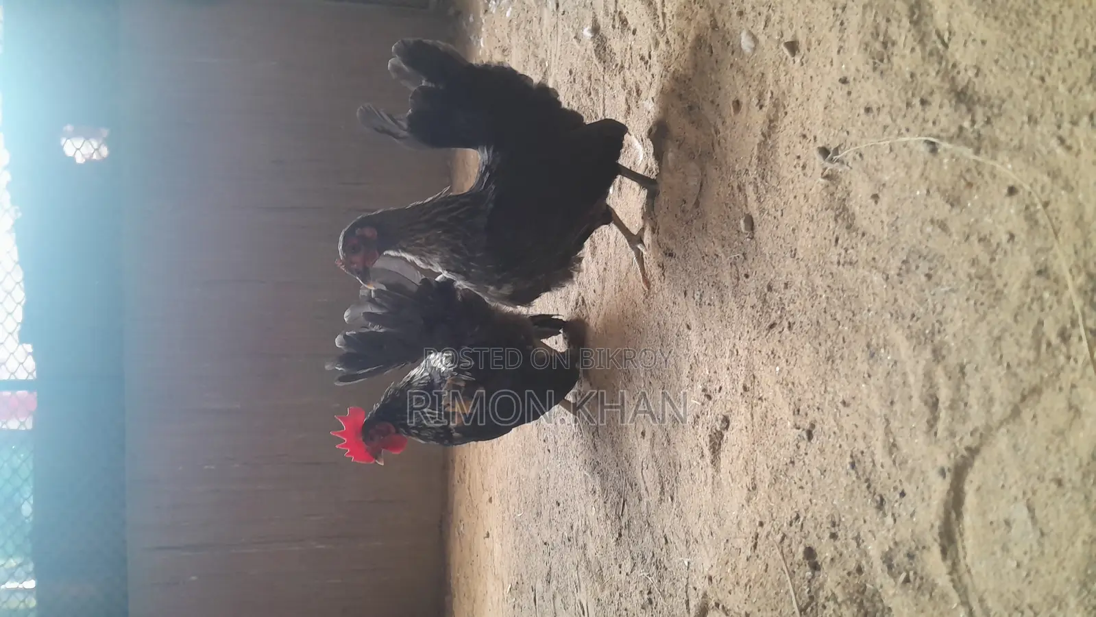 Chinese Serama Rooster