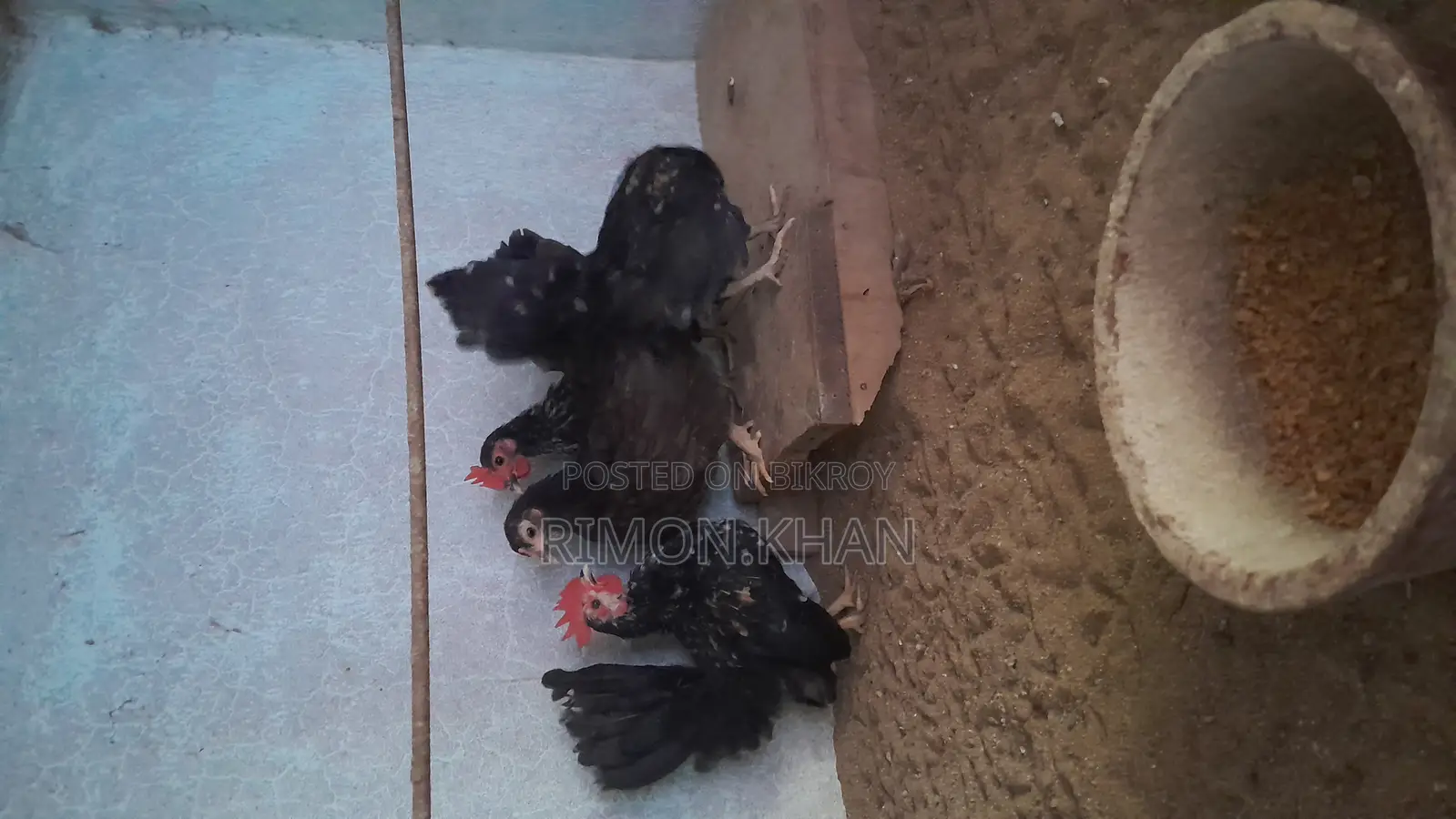 Chinese Serama Rooster
