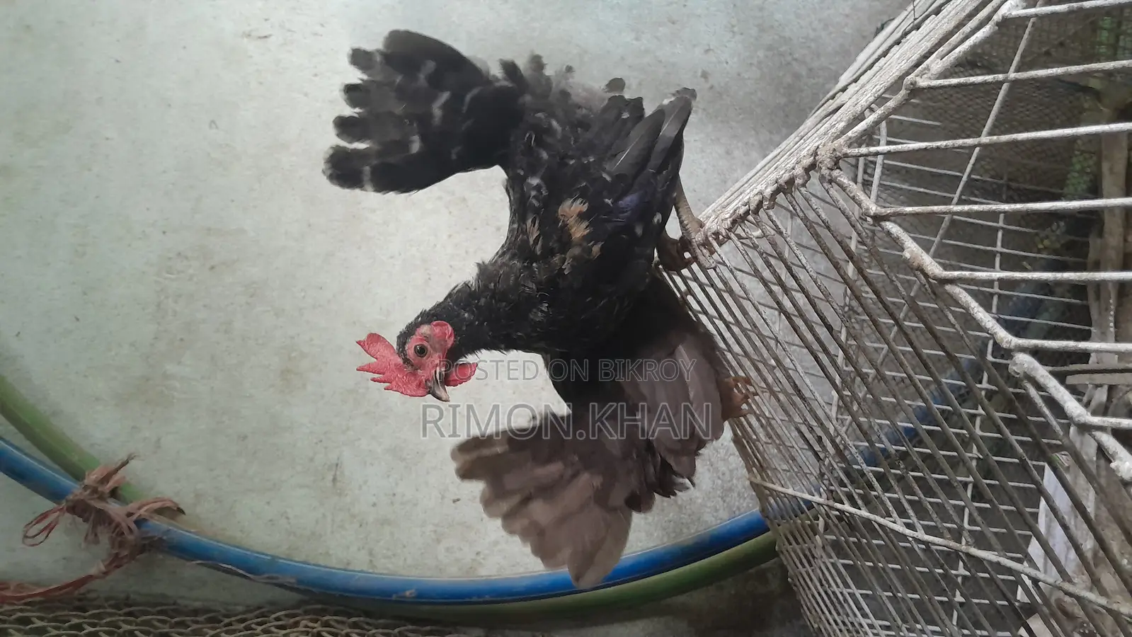 Chinese Serama Rooster