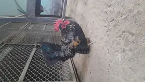 Chinese Serama Rooster