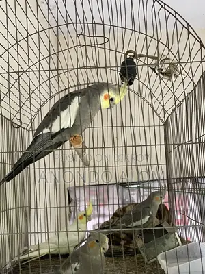 Cockatiel Bird